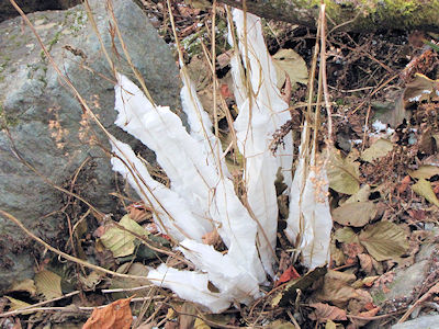 写真:シモバシラ 写真:シモバシラ